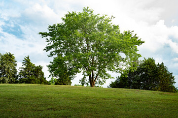 Fototapeta na wymiar Single oak tree, gracing a hill of vibrant green grass under the expansive blue skies adorned with fluffy clouds. This serene snapshot captures the peaceful essence of a summer day in the countryside.