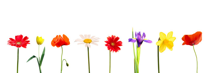 Set of colorful spring flowers in a row, including daisy, gerbera, tulip, iris, daffodil and poppy,...