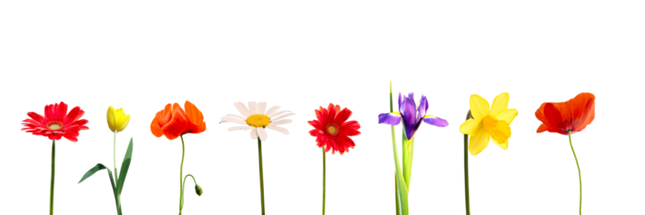 Photo colllection set of colorful spring and summer flowers in a row, daisy, gerbera, tulip, iris, daffodil and poppy, isolated on white or transparent panoramic background, png file