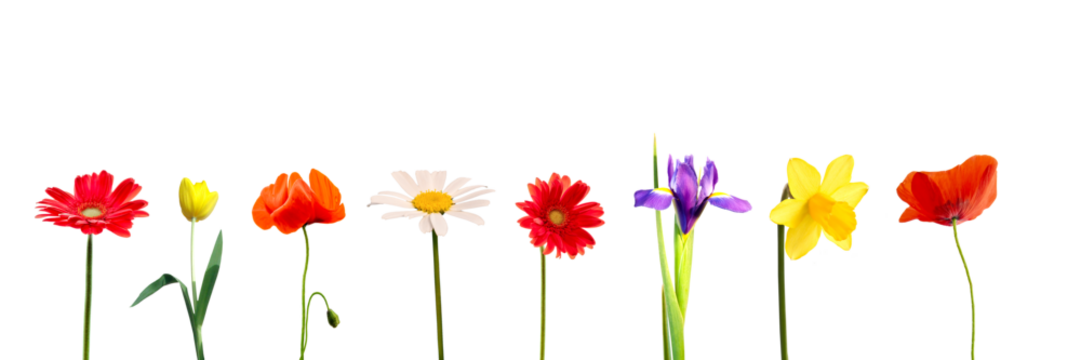 Photo colllection set of colorful spring and summer flowers in a row, daisy, gerbera, tulip, iris, daffodil and poppy, isolated on white or transparent panoramic background, png file