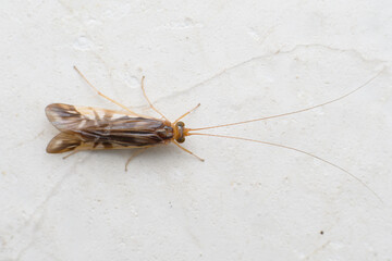 Adult Caddisfly on Wall, Satara, Maharashtra