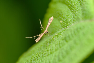 Plume Moth on Leaf Surface, Satara, Maharashtra
