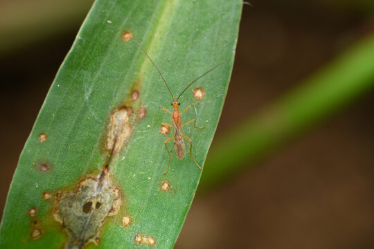 Braconid Wasp on Leaf, Satara, Maharashtra