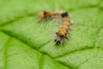 Rusty Tussock Moth Caterpillar, Pune, Maharashtra