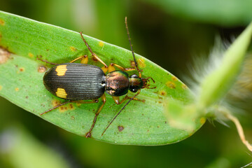 Ground Beetle on Leaf, Satara, Maharashtra