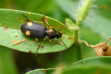 Ground Beetle on Plant Leaf, Satara, Maharashtra