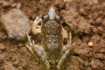 Skittering Frog's Dorsal View, Satara, India