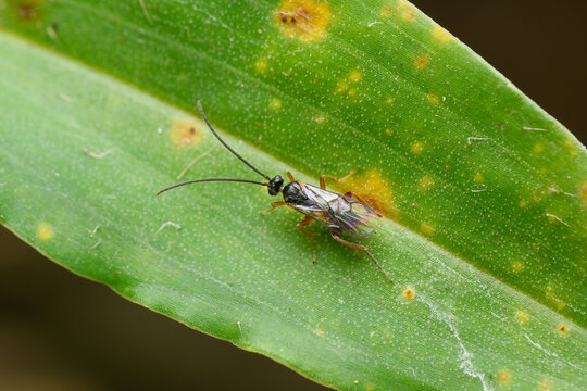 Parasitoid Wasp on Green Leaf, Satara, India