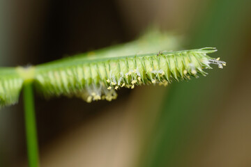 Crowfoot Grass Flowers Close-Up, Satara, India