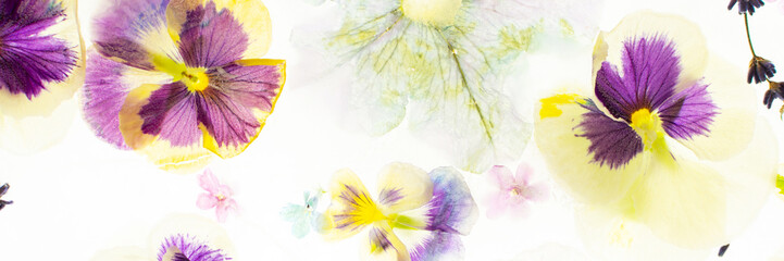 Summer banner of frozen flowers in ice, colorful pansies and geraniums, lavender and Verbena