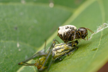 Orb Weaver Spider in Action, Satara, India