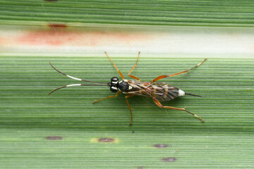 Ichneumon Wasp on Corn Leaf