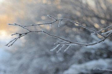 Branches covered with frost. Winter wonderland. Freeze-framed beauty of a plant coated in nature's frozen jewels. A close-up of a plant draped in shimmering frost. Winter specific.