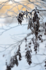 Branches covered with frost. Winter wonderland. Freeze-framed beauty of a plant coated in nature's...