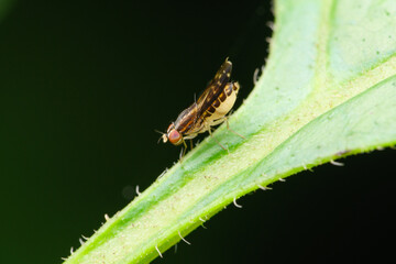 Fruit Fly Profile, Pune, India