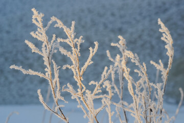 Freeze-framed beauty of a plant coated in nature s frozen jewels. A close-up of a plant draped in...