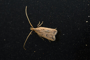 Long-Horned Moths Mating