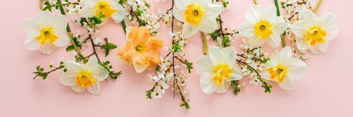 Festive banner with spring flowers, white daffodils and flowering cherry branches on a light pink pastel background