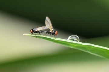 Eye Gnats in Courtship