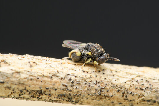 Neotropical Parasitoid Wasp, Satara, India