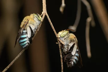 Fotobehang Blue Banded Bees in Repose © Apurv