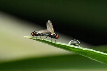 Picture Winged Fly on Leaf, Satara, Maharashtra