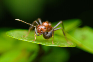 Fototapeta premium Red Ant on Patrol, Pune, India