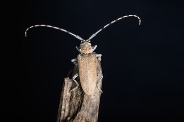 Long Horn Beetle at Night
