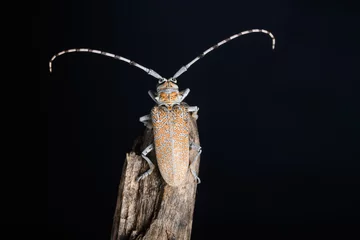 Fotobehang Long Horn Beetle at Night © Apurv