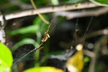 Scorpion-Tailed Spider Among Foliage, Satara, India