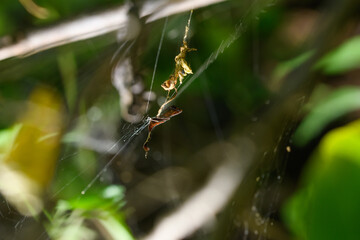 Scorpion-Tailed Spider Suspended, Satara, India