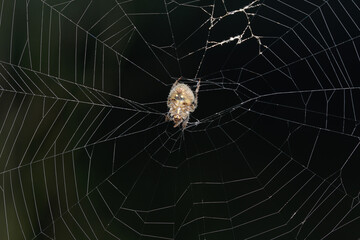 Orb Weaver Spider in Satara