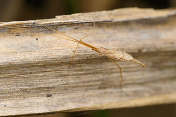 Thread-Legged Bug on Wood, Satara, India