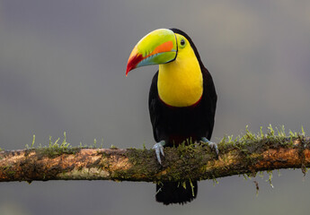 Keel-billed toucan in Costa Rica 