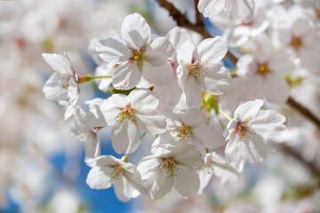 Fototapeta na wymiar Cherry tree blossom, flower close up, spring background