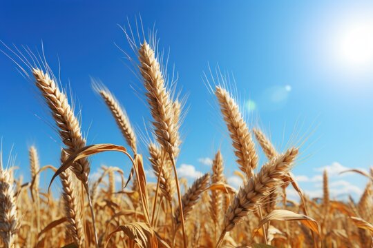  a close up of a wheat field with a bright blue sky in the background and a bright sun in the middle of the photo, with a few clouds in the foreground.