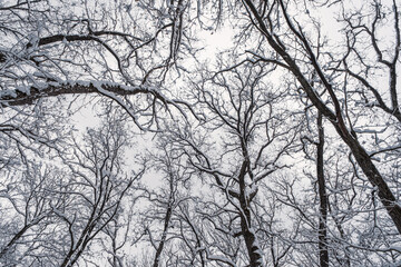 Winter forest, view from below. Leafless winter trees with snow on branches