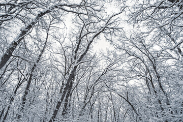 Winter forest, view from below. Leafless winter trees with snow on branches
