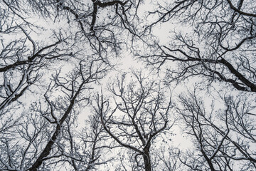 Winter forest, view from below. Leafless winter trees with snow on branches