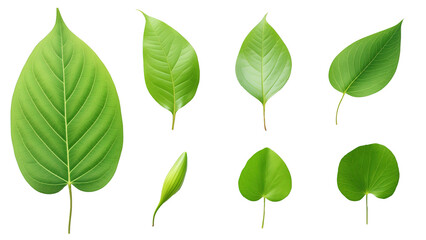 Green leaves set on transparent background. Tree leaf set in png