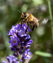 Bee flying at a lavender flower, macro view.