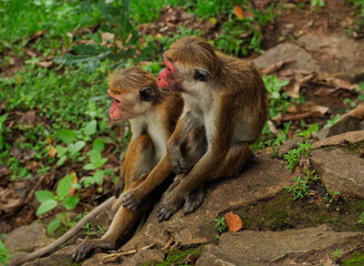 Obraz premium wild monkeys in sri lanka