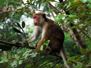 wild monkeys in sri lanka