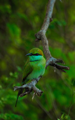 wild bird in sri lanka