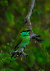 wild bird in sri lanka