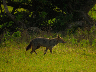 wild jackal in sri lanka