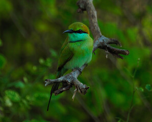 wild bird in sri lanka