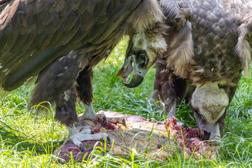 Couple of Cinereous vulture, aegypius monachus, is feeding on a carrion