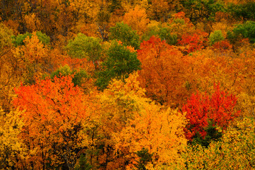 Hardwood Forest In Autumn, Siamese Ponds Wilderness Area, Adirondack Forest Preserve, New York