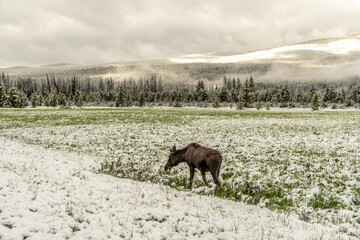 Cow moose grazing in a snow covered field, late winter storm, forest and mountain, overcast sky, Kawuneeche Valley, Rocky Mountain National Park, Colorado